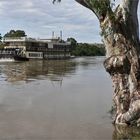 * the Murray Princess and the old River Gum *