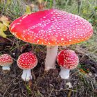 The mushroom / Amanita muscaria/ and her children.