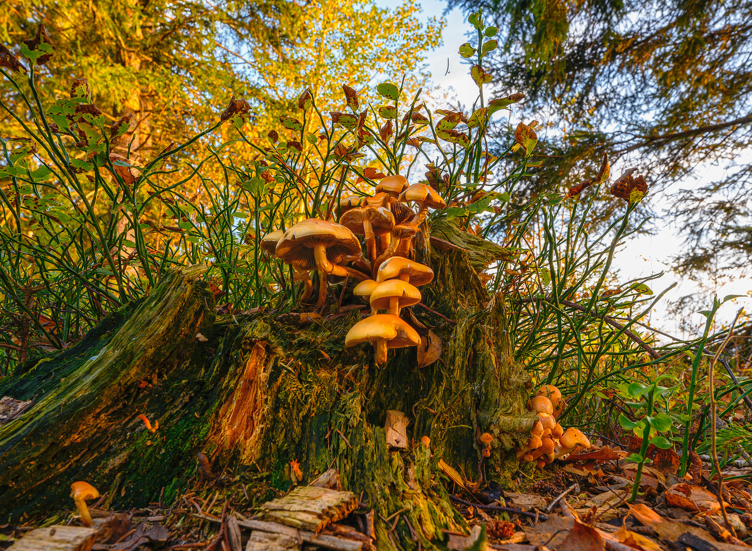 The Mushroom Family