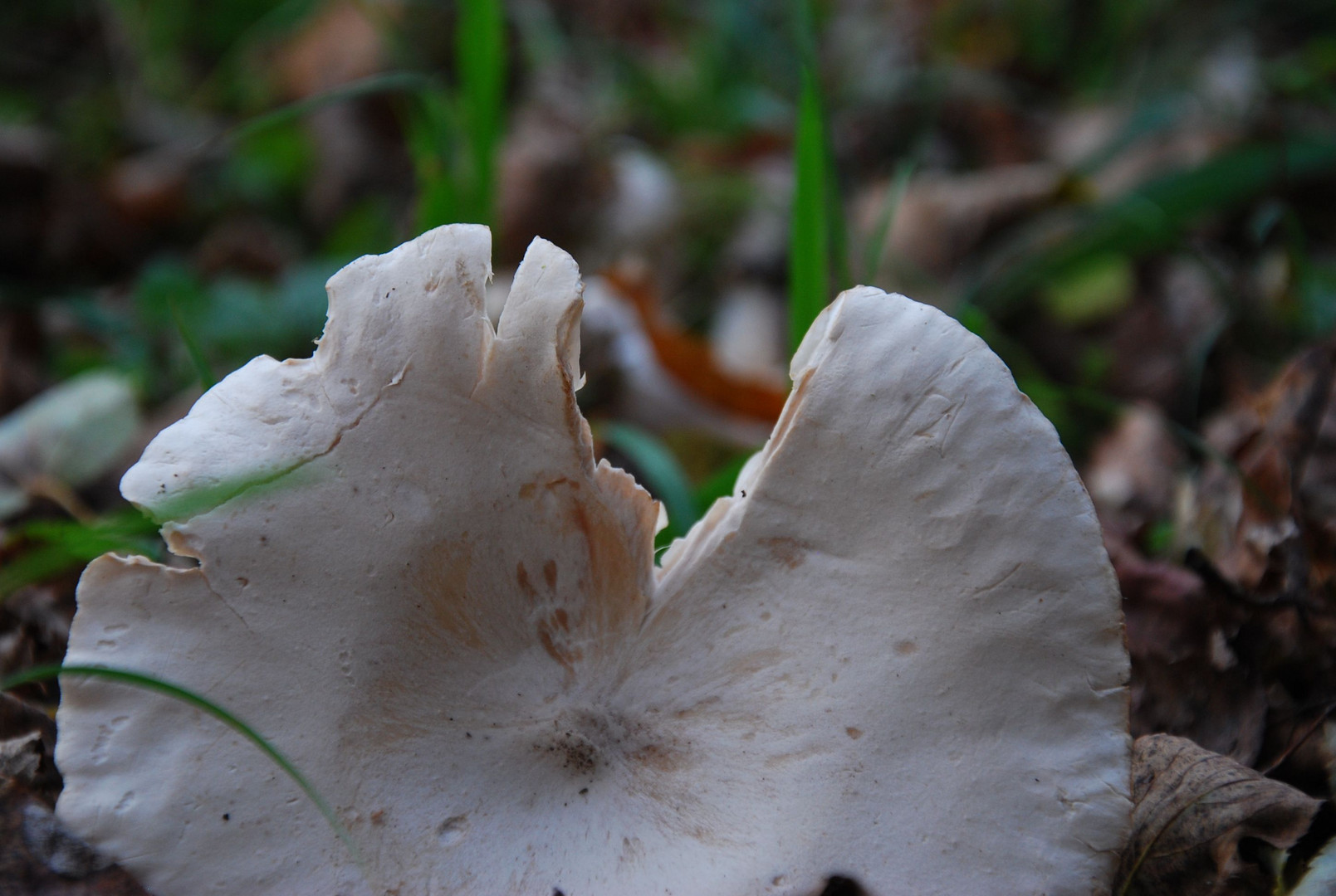 The Mushroom in Photo Time