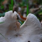 The Mushroom in Photo Time