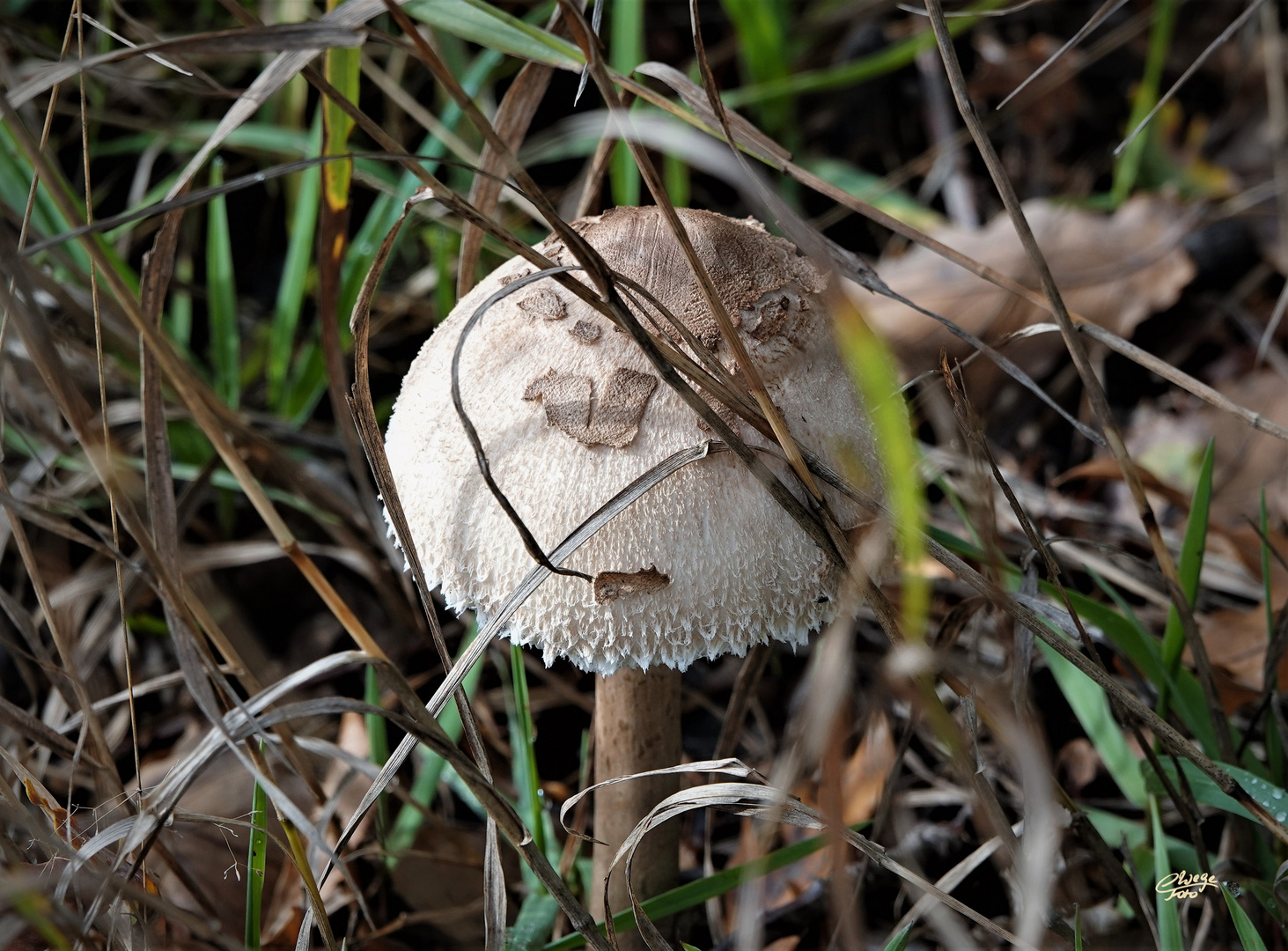 The mushroom is watching you