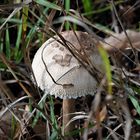 The mushroom is watching you