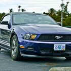 The Mustang