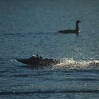 The Mystery of Nessie