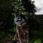 The Mystic Cat