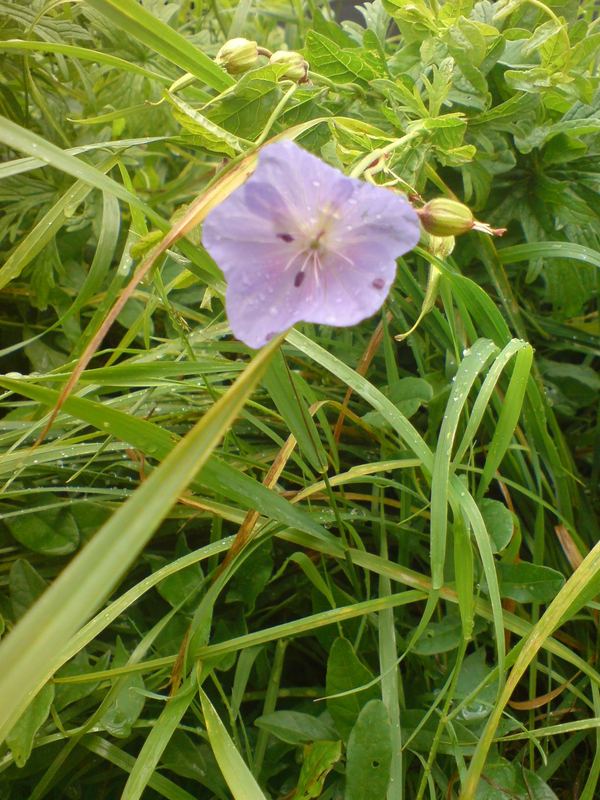 The mystic of the violet flower