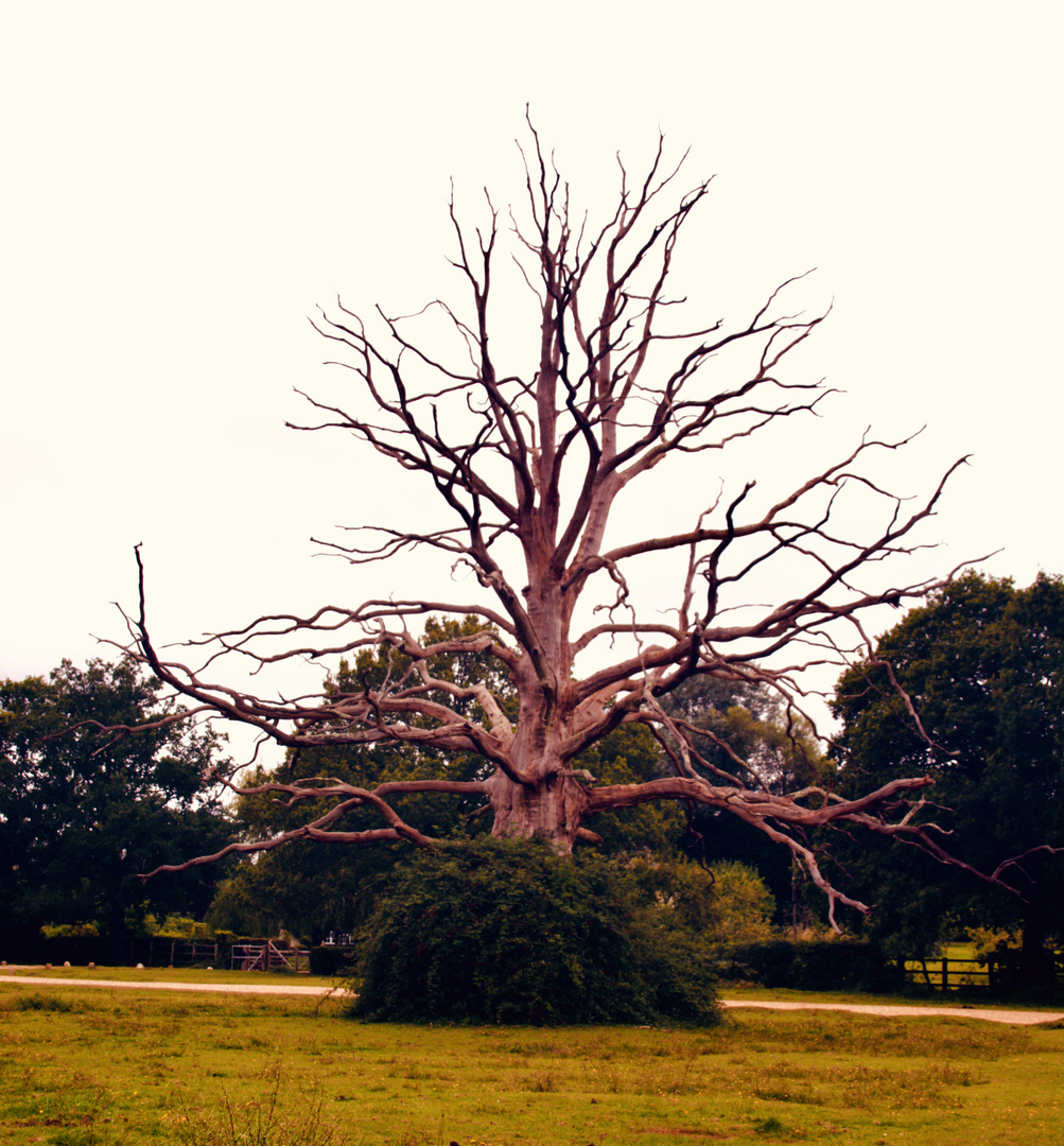 The naked tree 