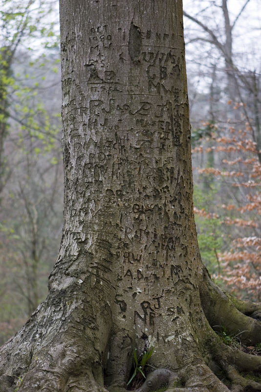 The Name Tree