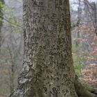 The Name Tree