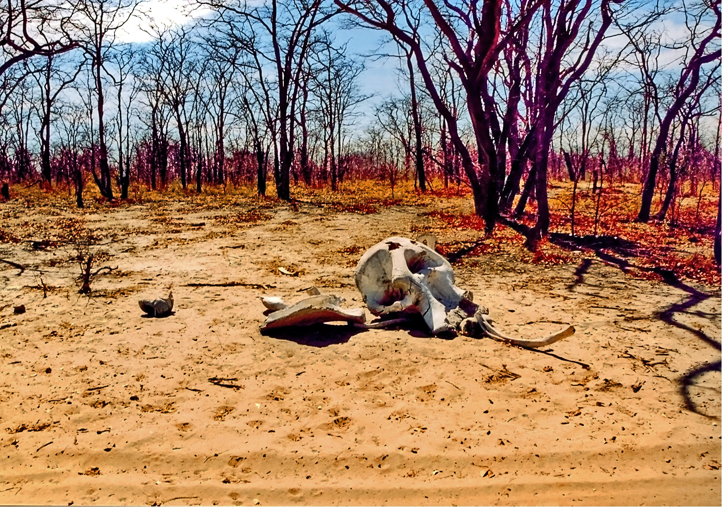 @ THE NATIONAL PARK in BOTSWANA