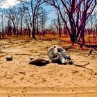 @ THE NATIONAL PARK in BOTSWANA