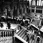 The Natural History Museum, London.