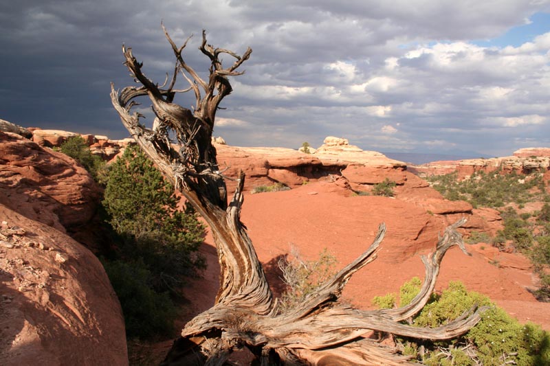 The Needles, Canyonlands