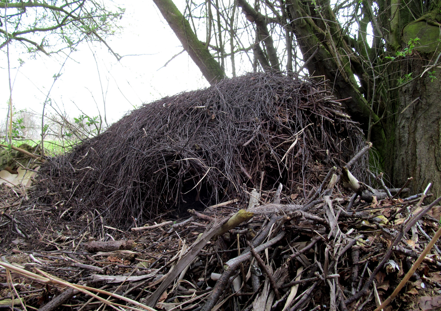 the nest ..................