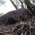 the nest ..................