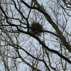 The Nest ... 