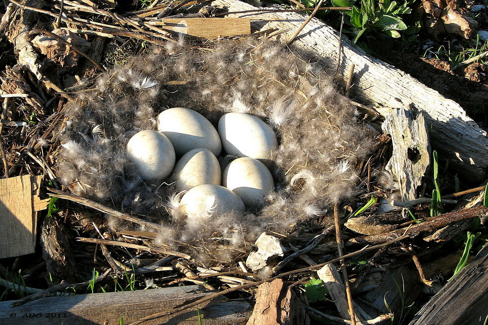 The Nest of the Canada Goose