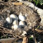 The Nest of the Canada Goose