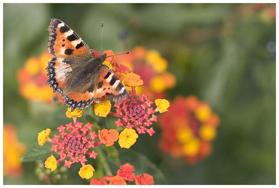 The never expected journey of the late september butterfly who can not fall asleep