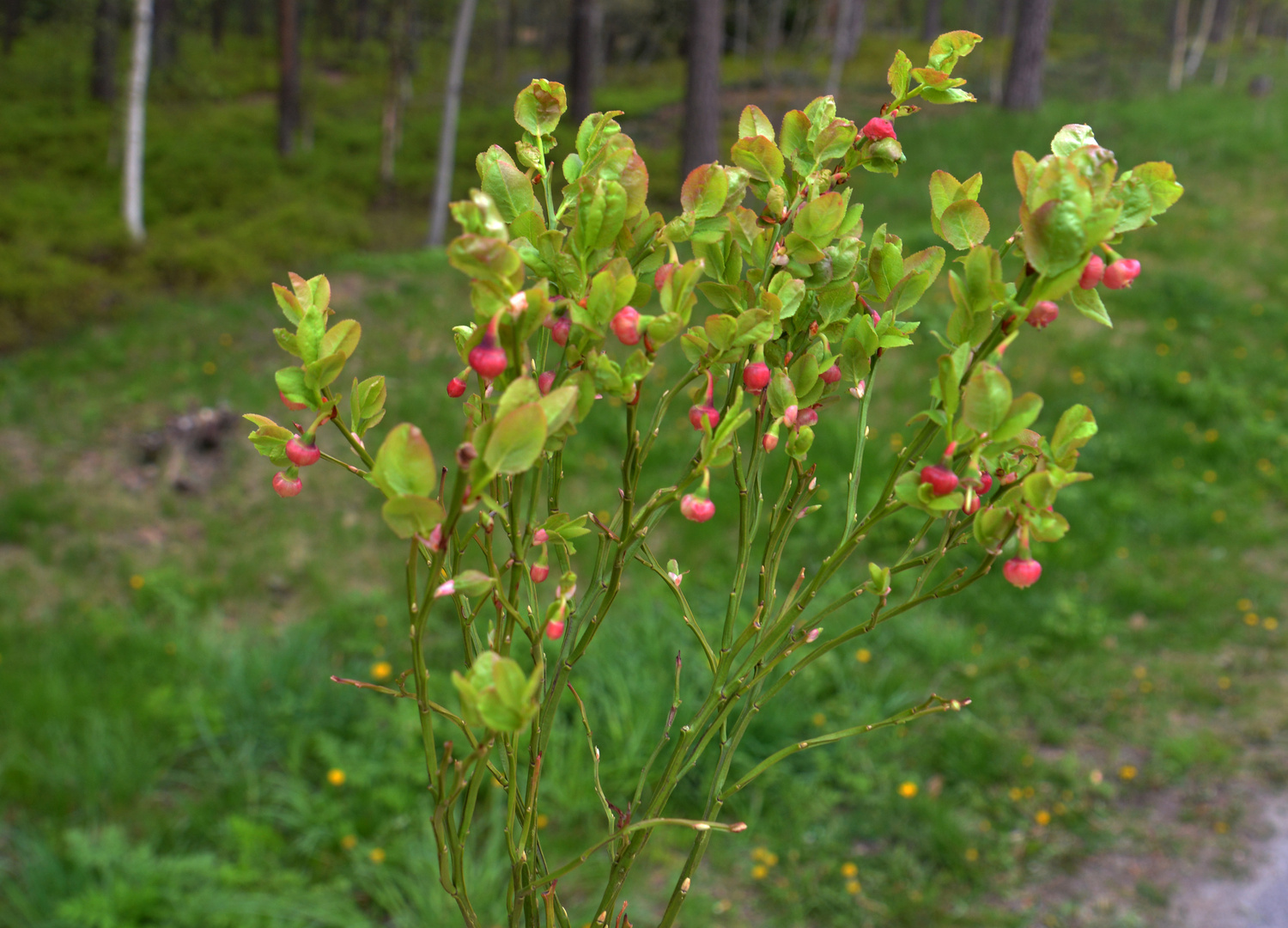 The new berry yield