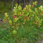 The new berry yield