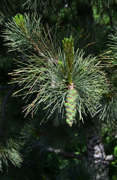 The new cone of the pine