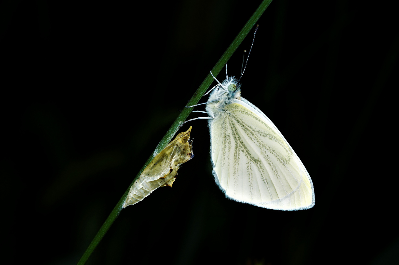 The newly hatched butterfly is ready to fly