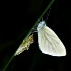 The newly hatched butterfly is ready to fly