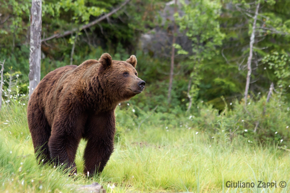 The nights of the bear