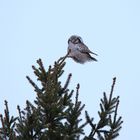 The northern hawk-owl (Surnia ulula)