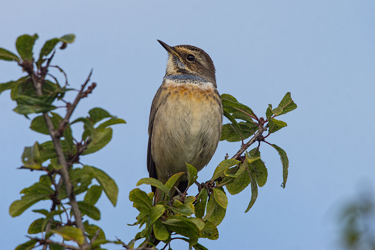 " The northern nightingale "