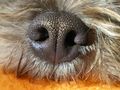 The nose of my dog, Tara. La nariz de mi perra.. Tara. by Marjalb