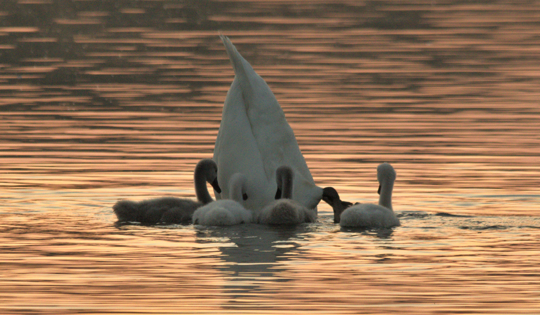 the nursery of the swans