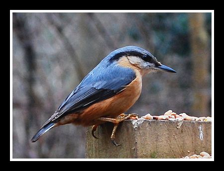 The Nuthatch