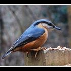 The Nuthatch