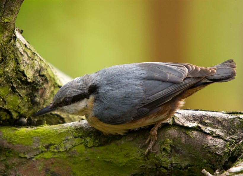 The Nuthatch