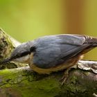 The Nuthatch