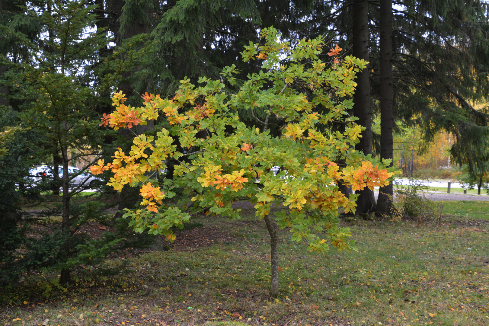 The oak at autum