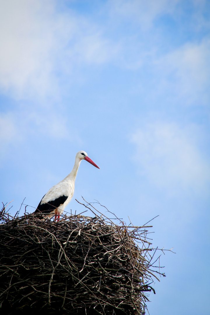 The Observer