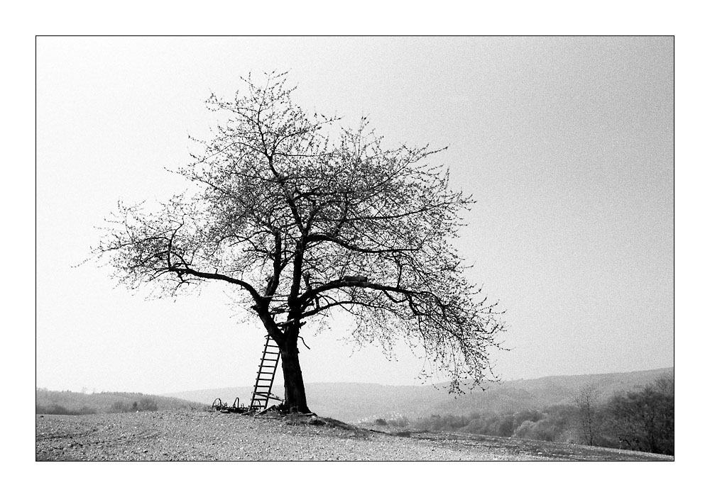 The Old Apple Tree (for Robert L. Roux)