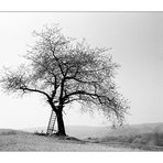 The Old Apple Tree (for Robert L. Roux)