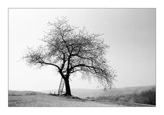 The Old Apple Tree (for Robert L. Roux)