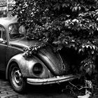 The Old Beetle