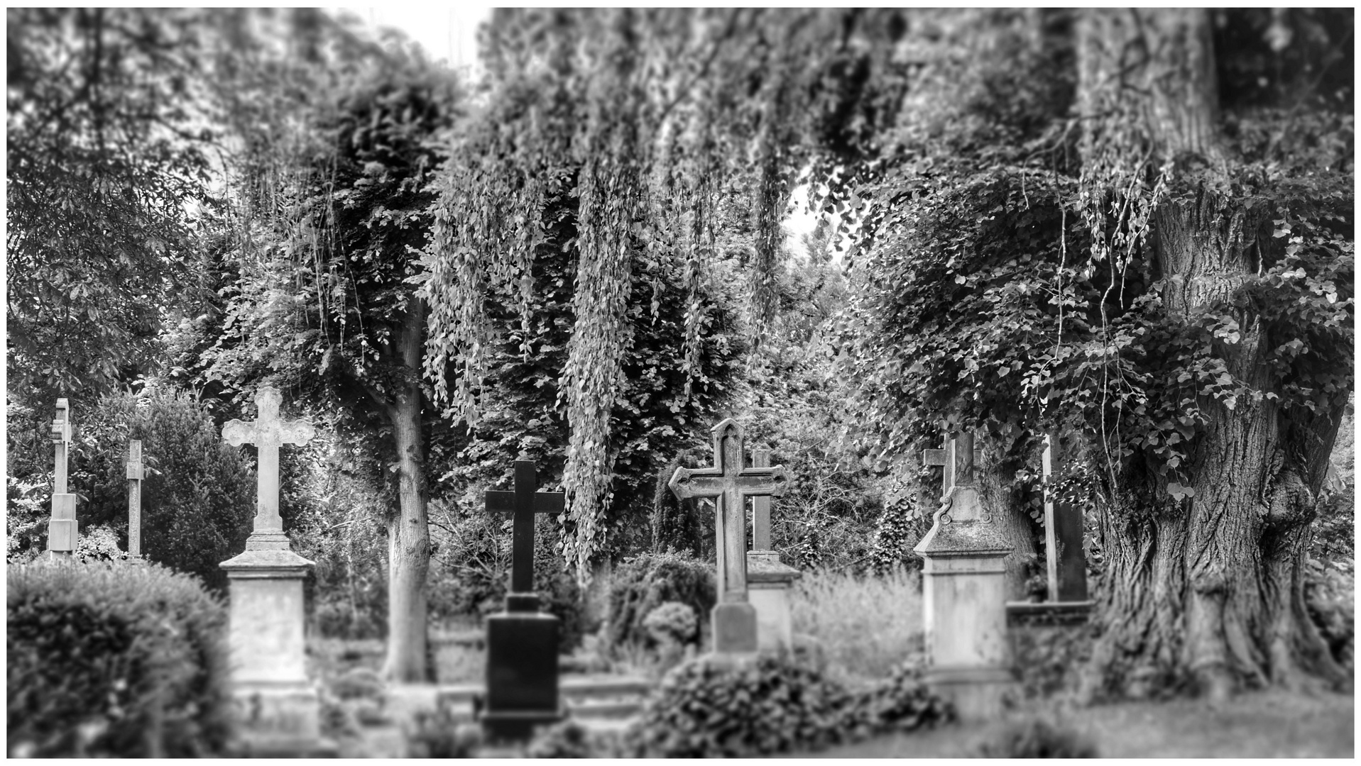 The old cemetery (II)