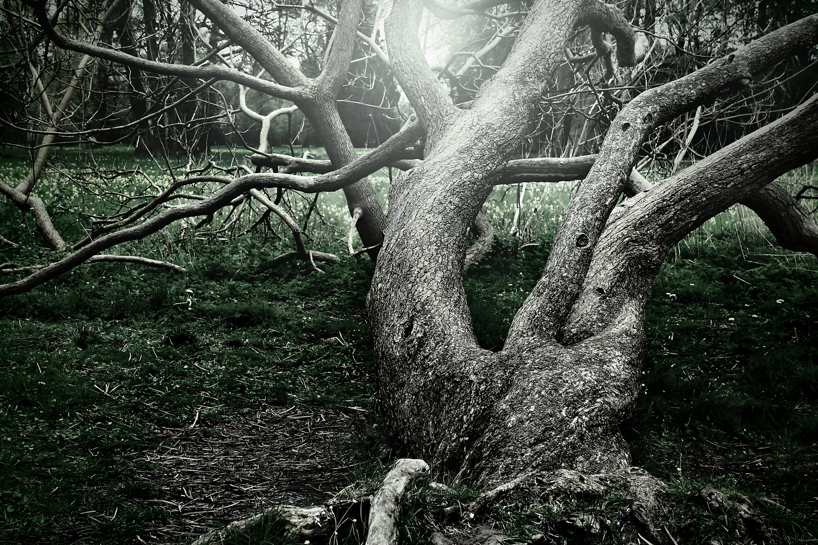 the old dead tree