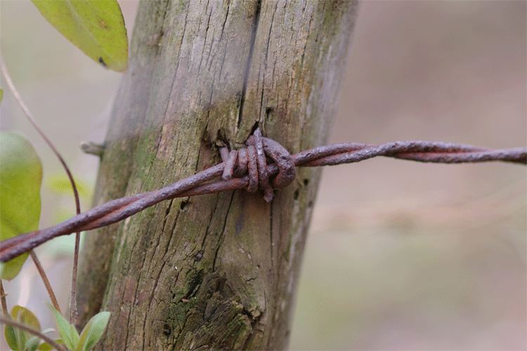 The old fence line