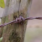 The old fence line