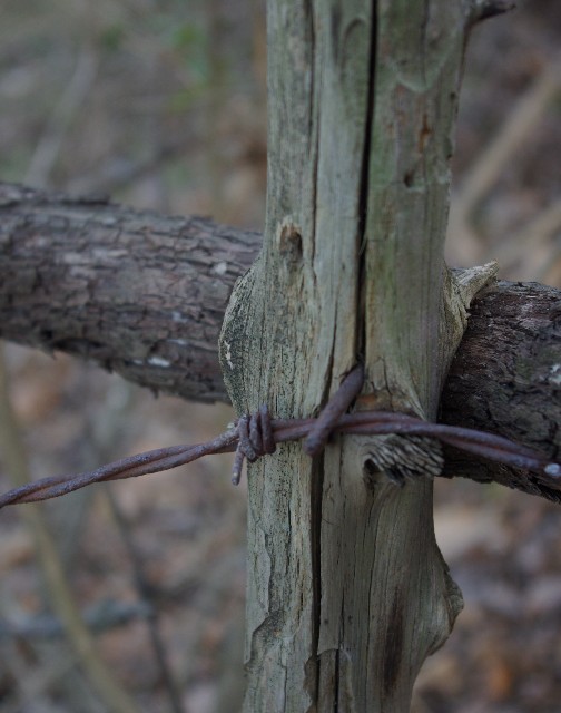 The old fence line revisited.