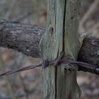 The old fence line revisited.